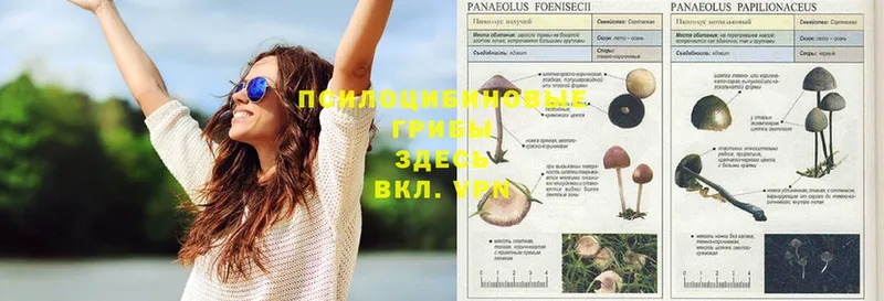 что такое наркотик  Волгореченск  Галлюциногенные грибы Psilocybine cubensis 